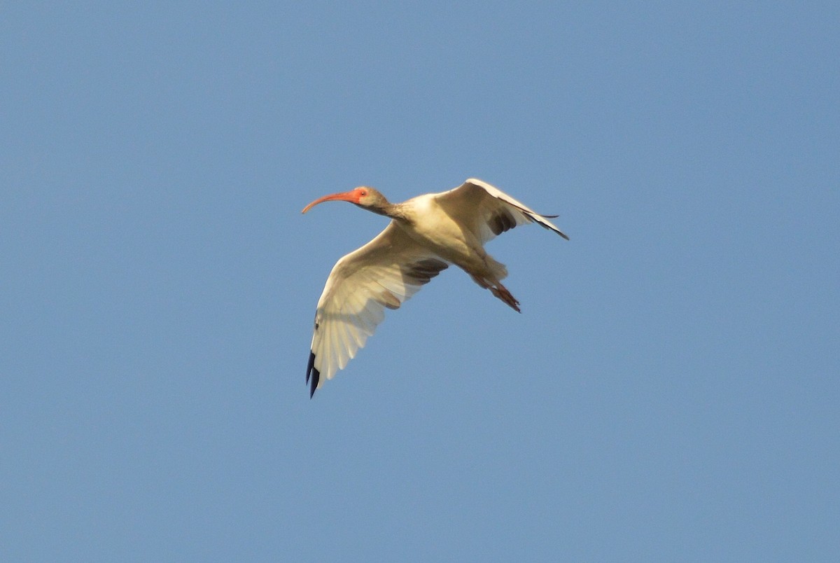 ibis bílý - ML181246811
