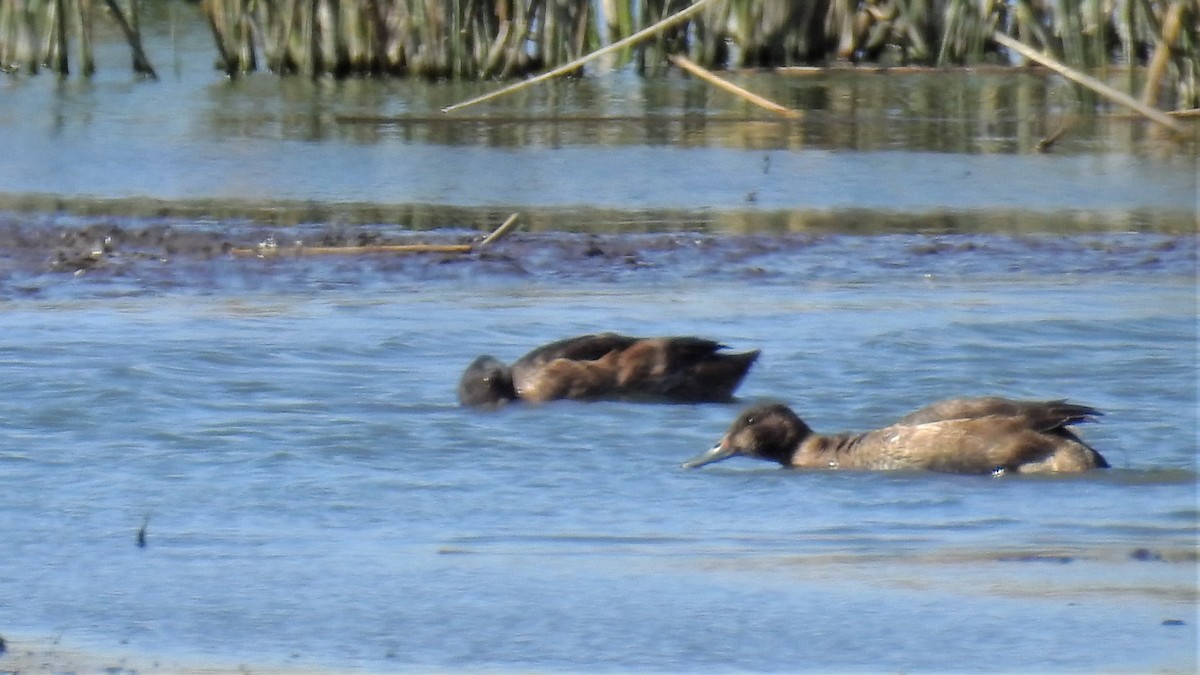 Black-headed Duck - ML181247281