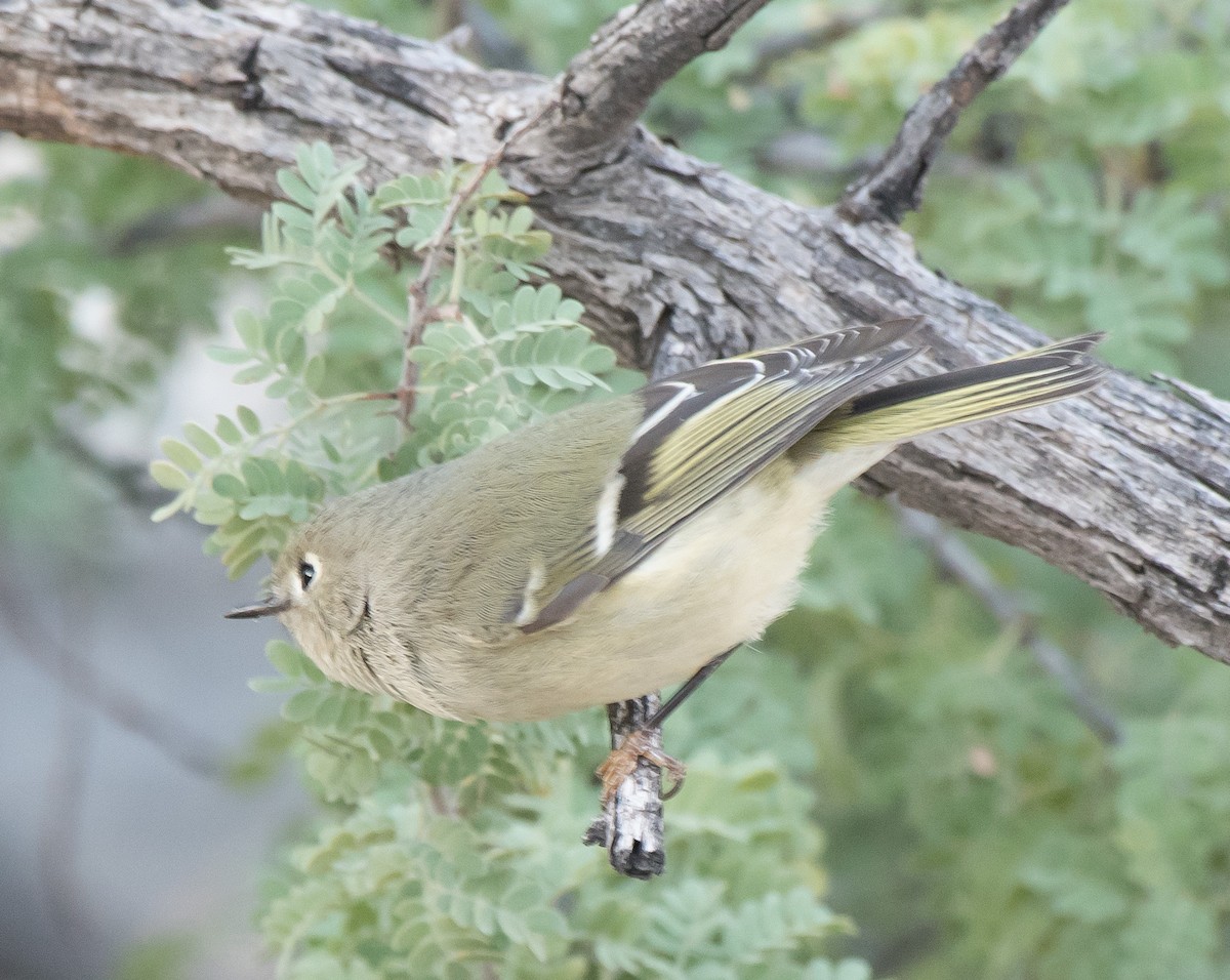 Ruby-crowned Kinglet - ML181248981