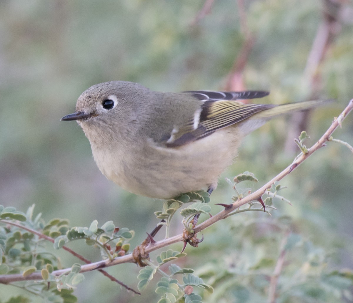 מלכילון אמריקני - ML181248991