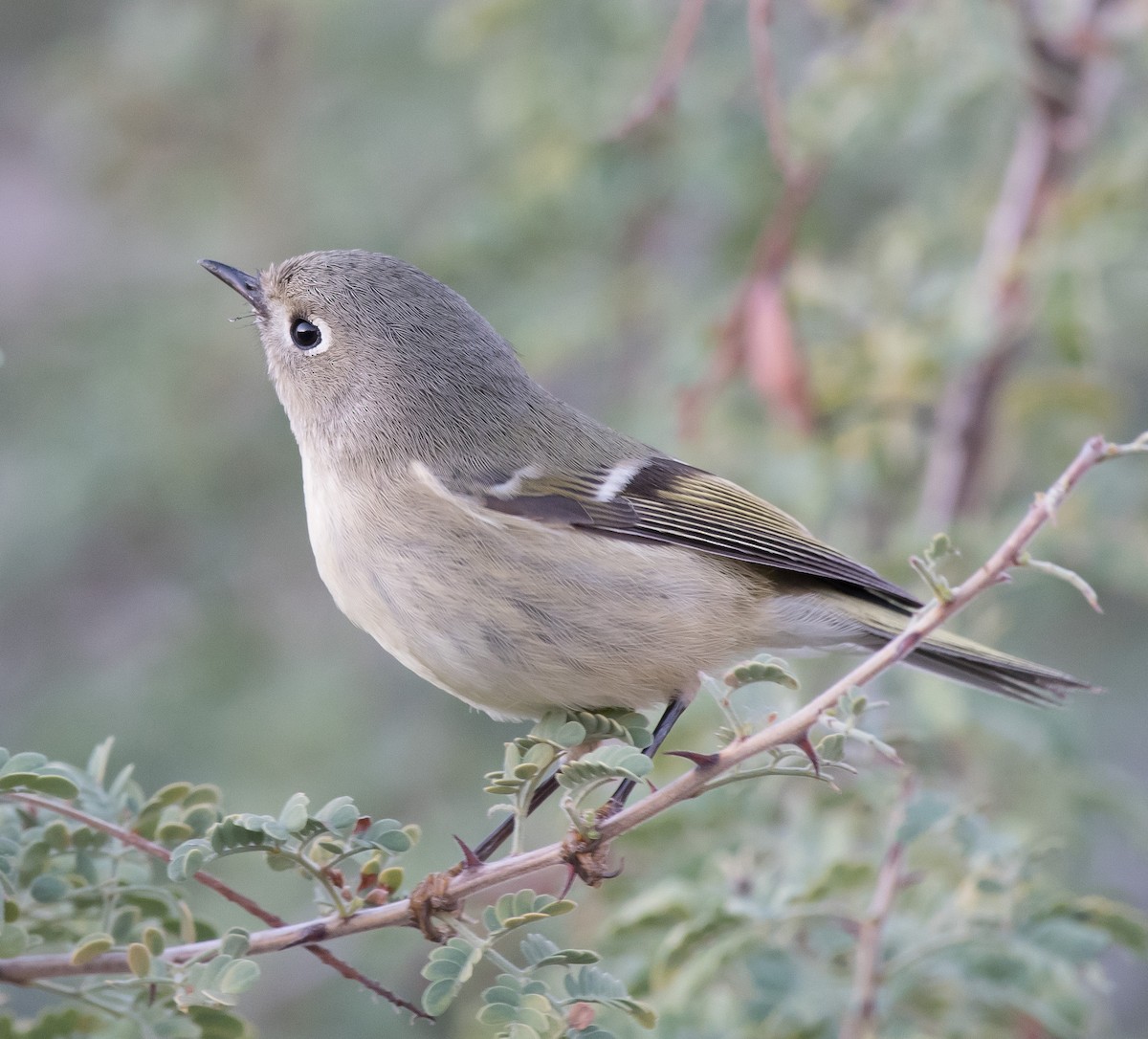 Roitelet à couronne rubis - ML181249011