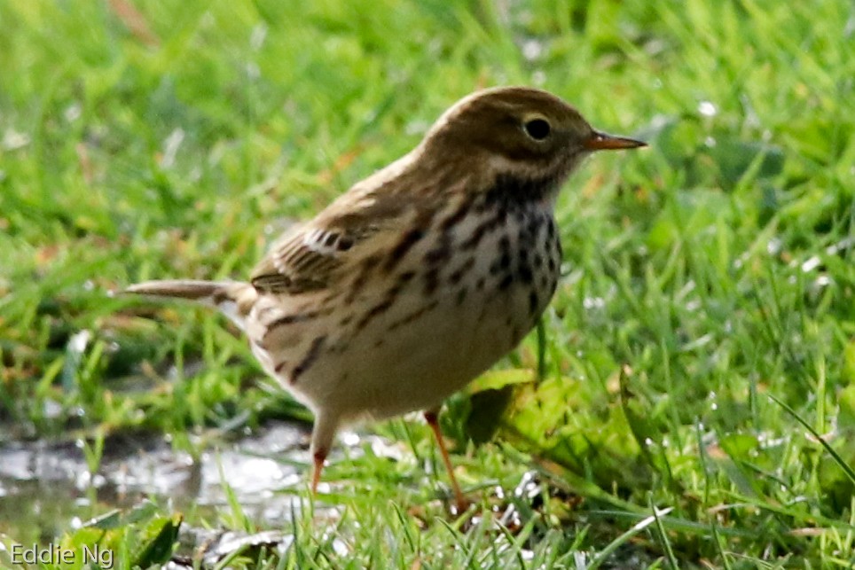 Meadow Pipit - ML181249091
