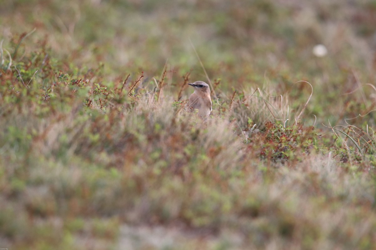 Northern Wheatear - ML181249241