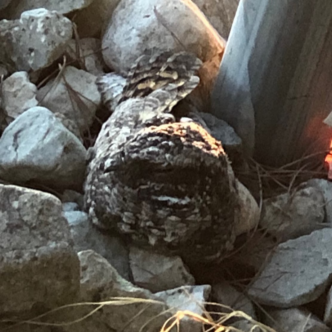 Common Poorwill - Bob Miller