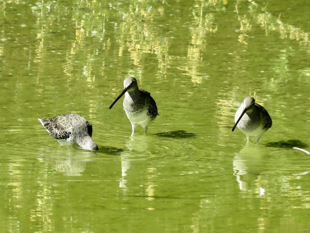 Long-billed Dowitcher - Meg Reck