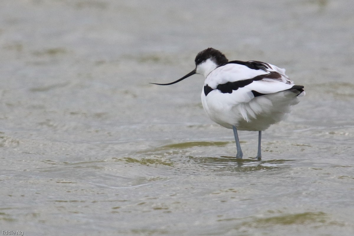 Pied Avocet - ML181251561