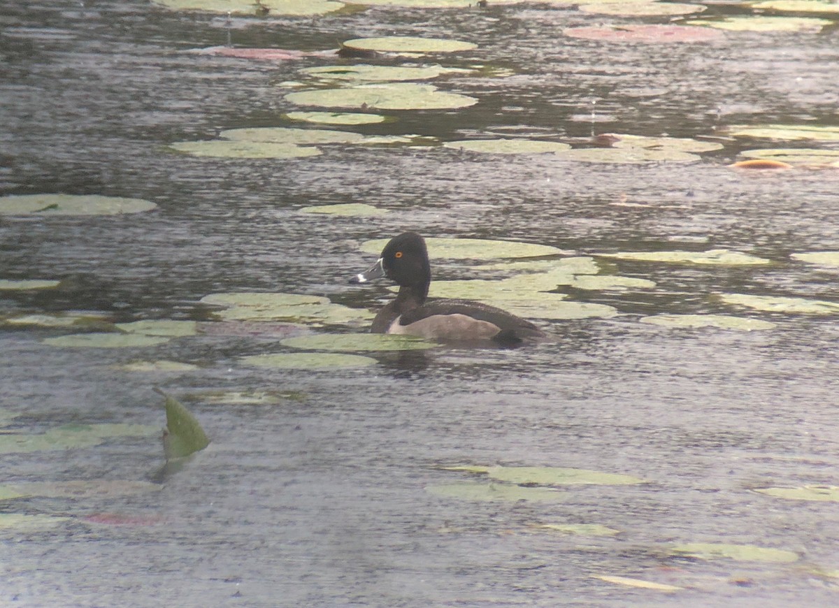 Ring-necked Duck - ML181253201