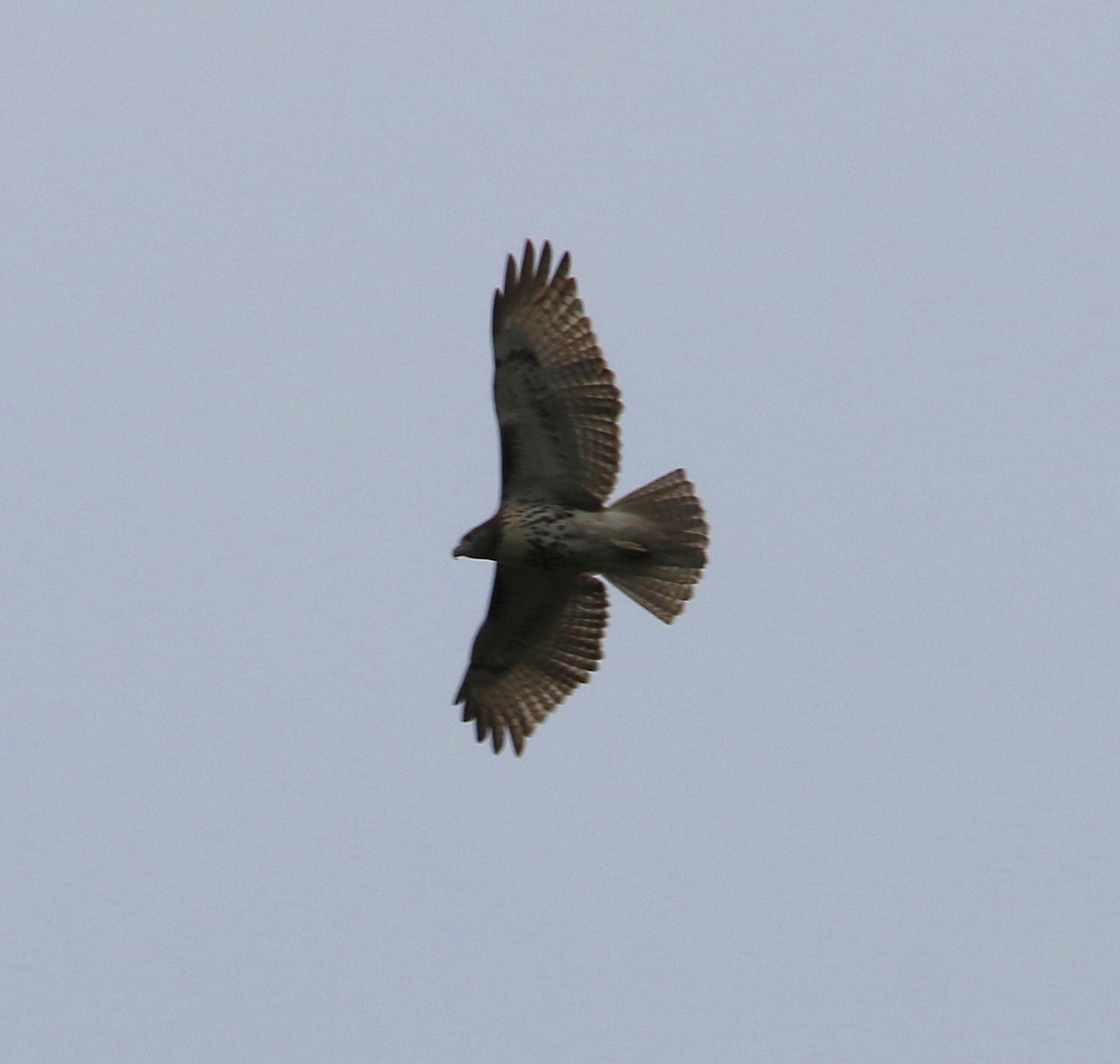 Red-tailed Hawk - ML181253391