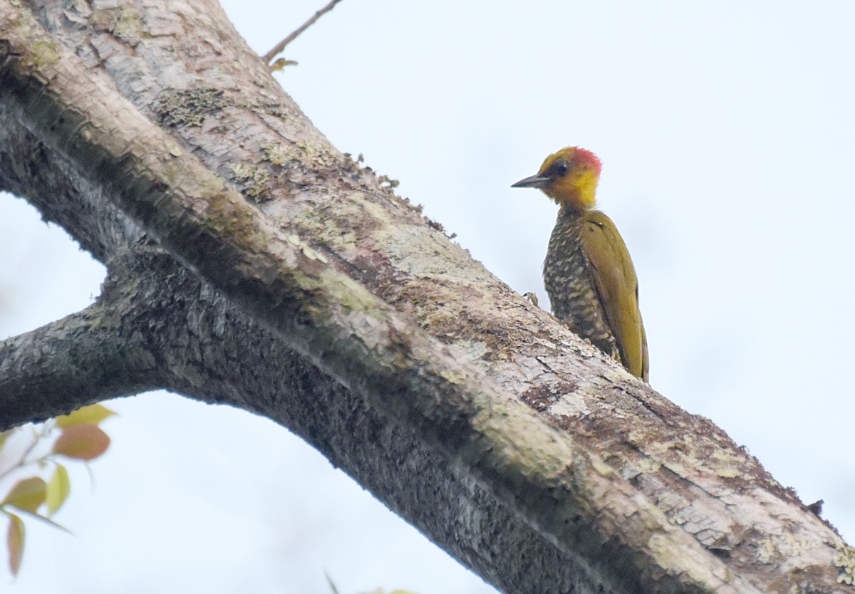 Yellow-throated Woodpecker - ML181254101