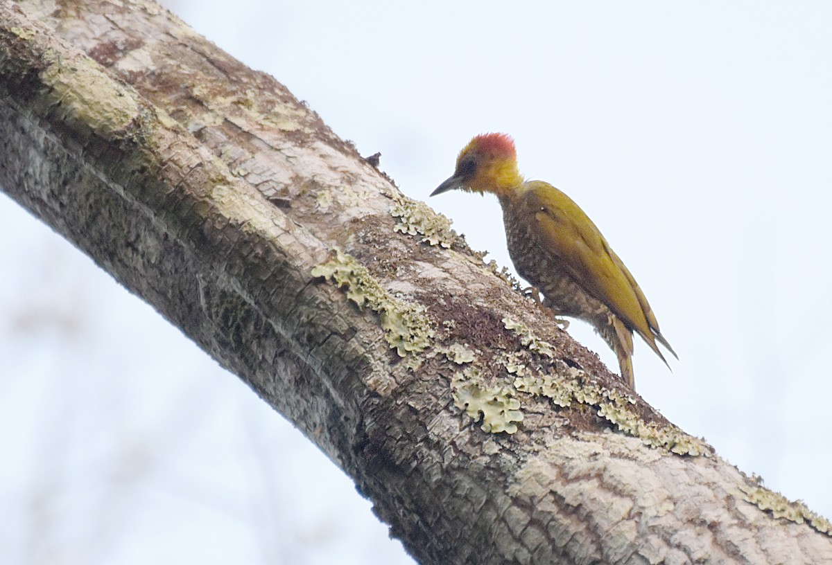 Yellow-throated Woodpecker - ML181254111
