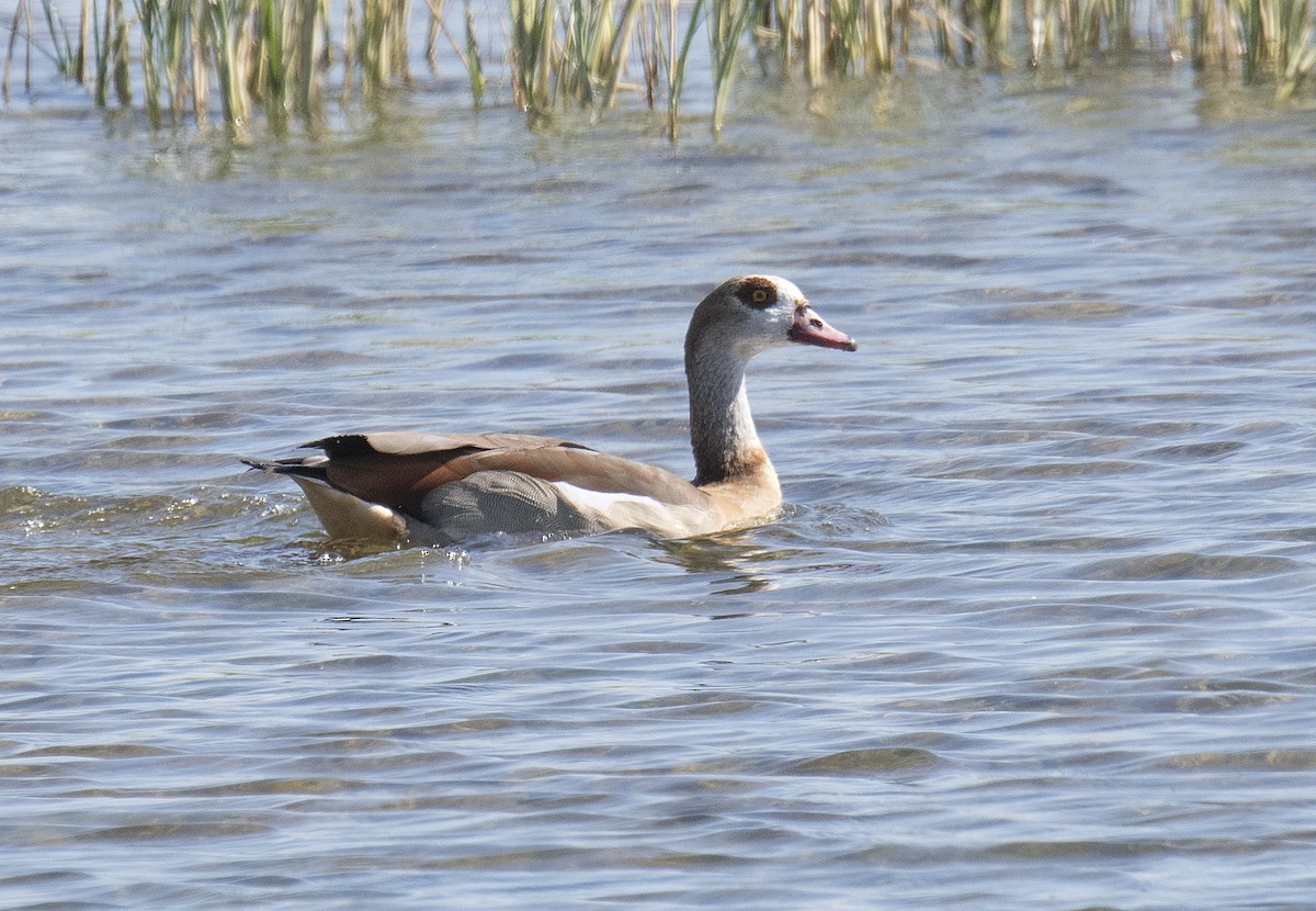 Egyptian Goose - ML181255591