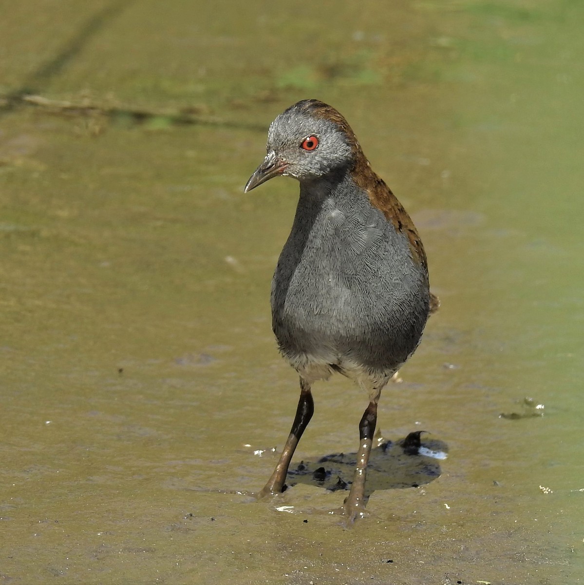 Dot-winged Crake - ML181255631