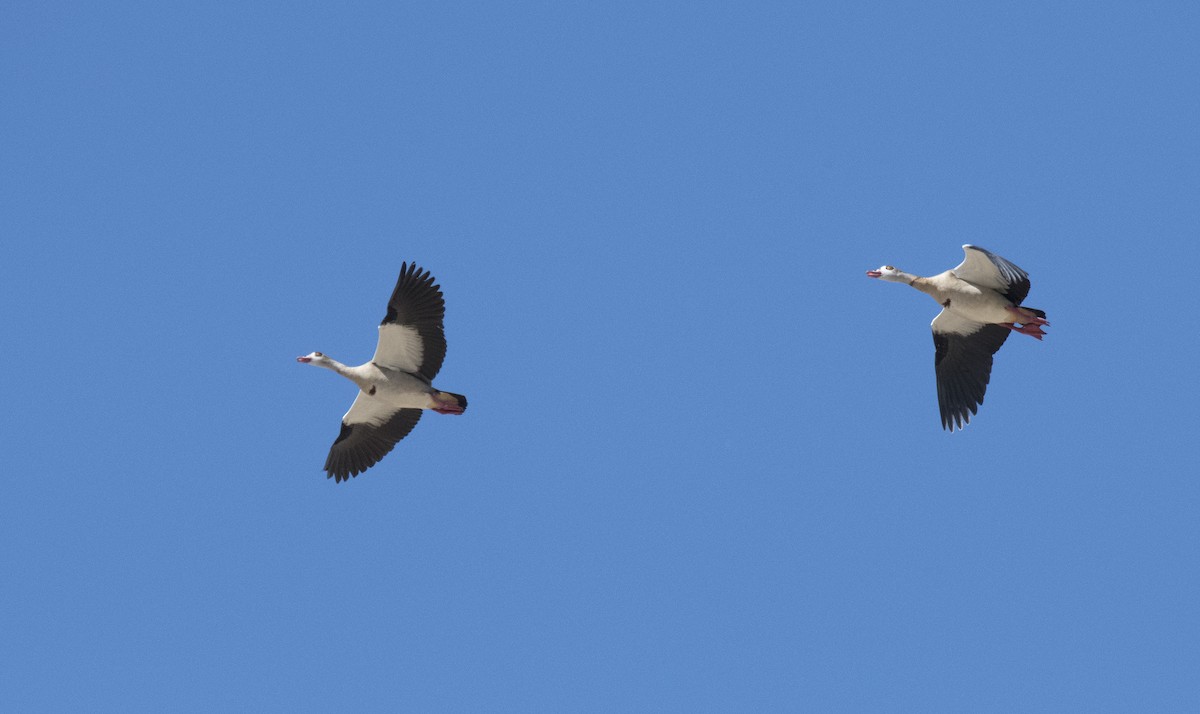 Egyptian Goose - ML181255641