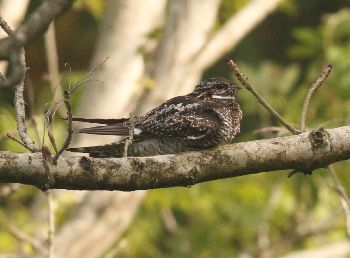 Common Nighthawk - Paul Bourdin