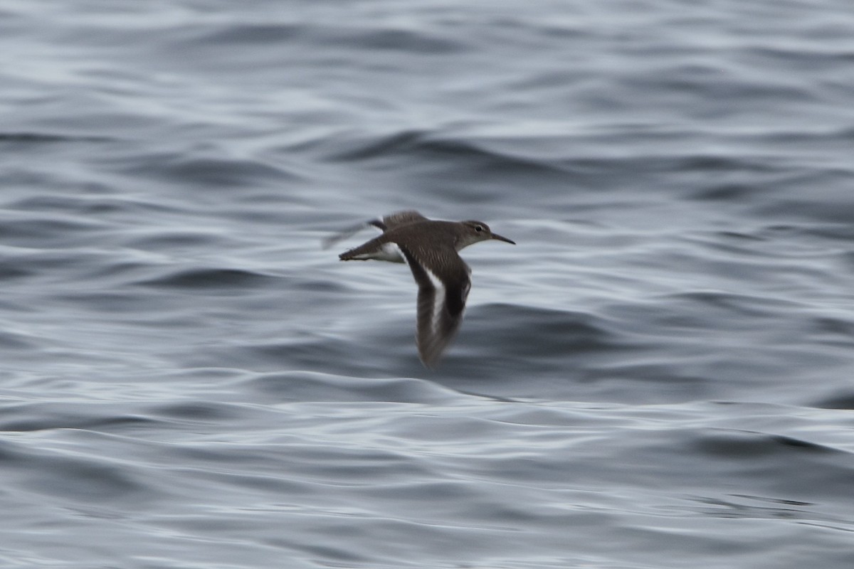 Spotted Sandpiper - Jeff Graham