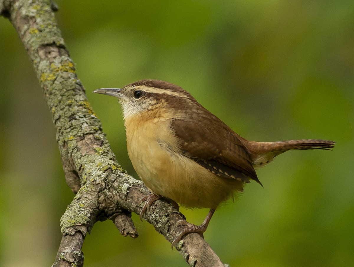 Carolina Wren - ML181257711