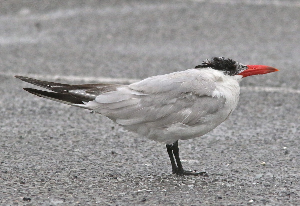 Caspian Tern - Ken Feustel