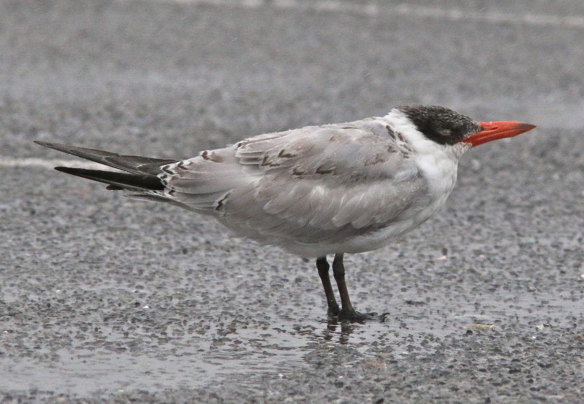 Caspian Tern - ML181258851