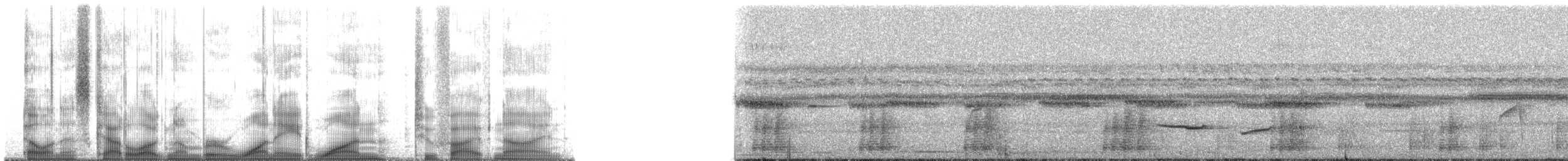 Tinamu sabelzuria - ML181259