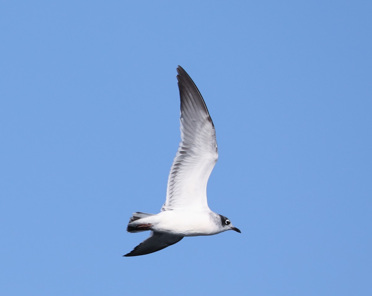 Franklin's Gull - ML181260821