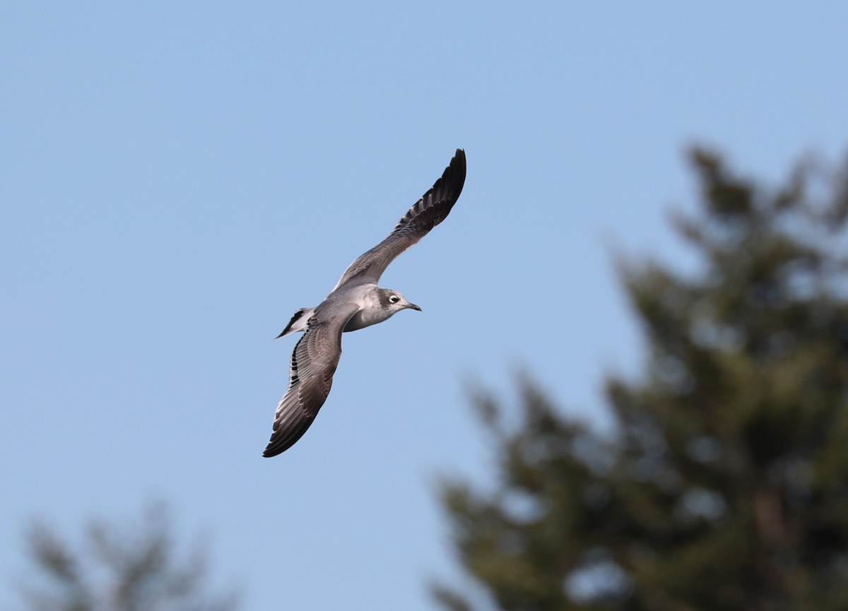 Franklin's Gull - ML181260841