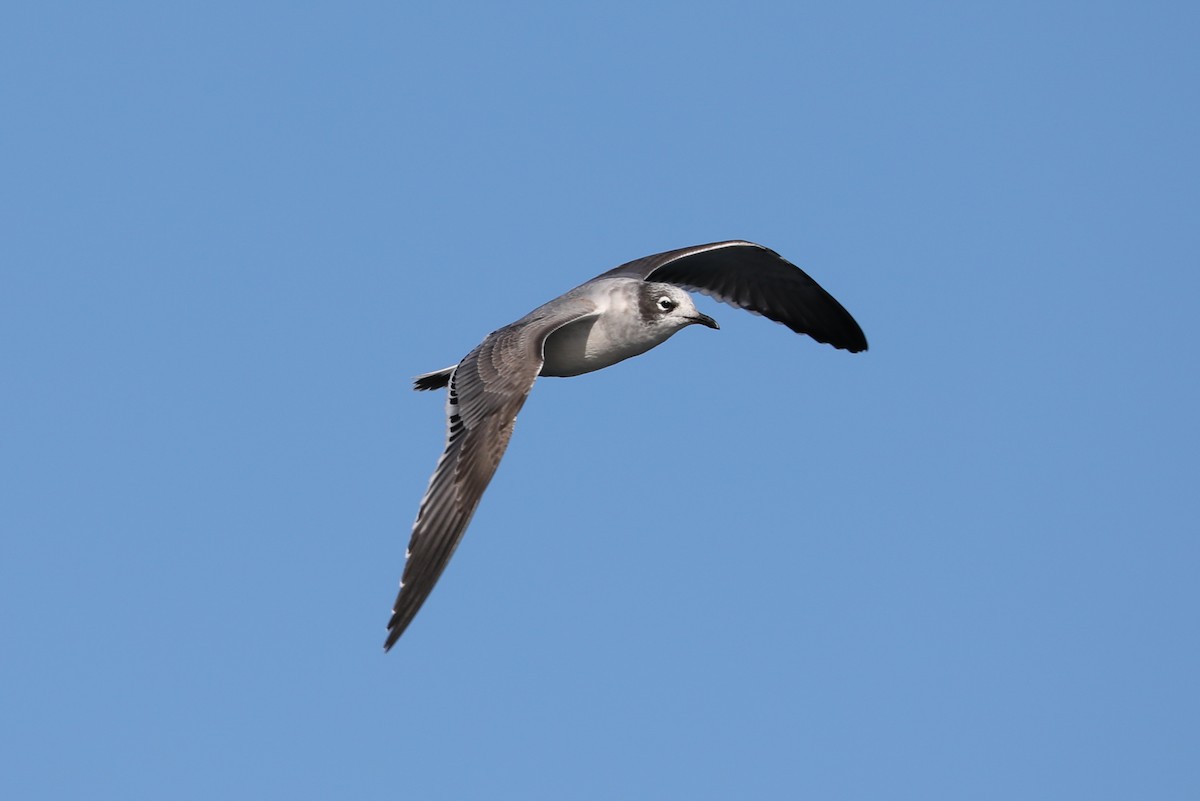 Franklin's Gull - ML181260871