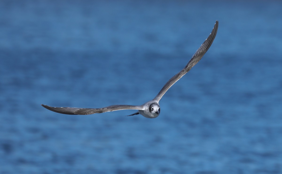 Franklin's Gull - ML181260911