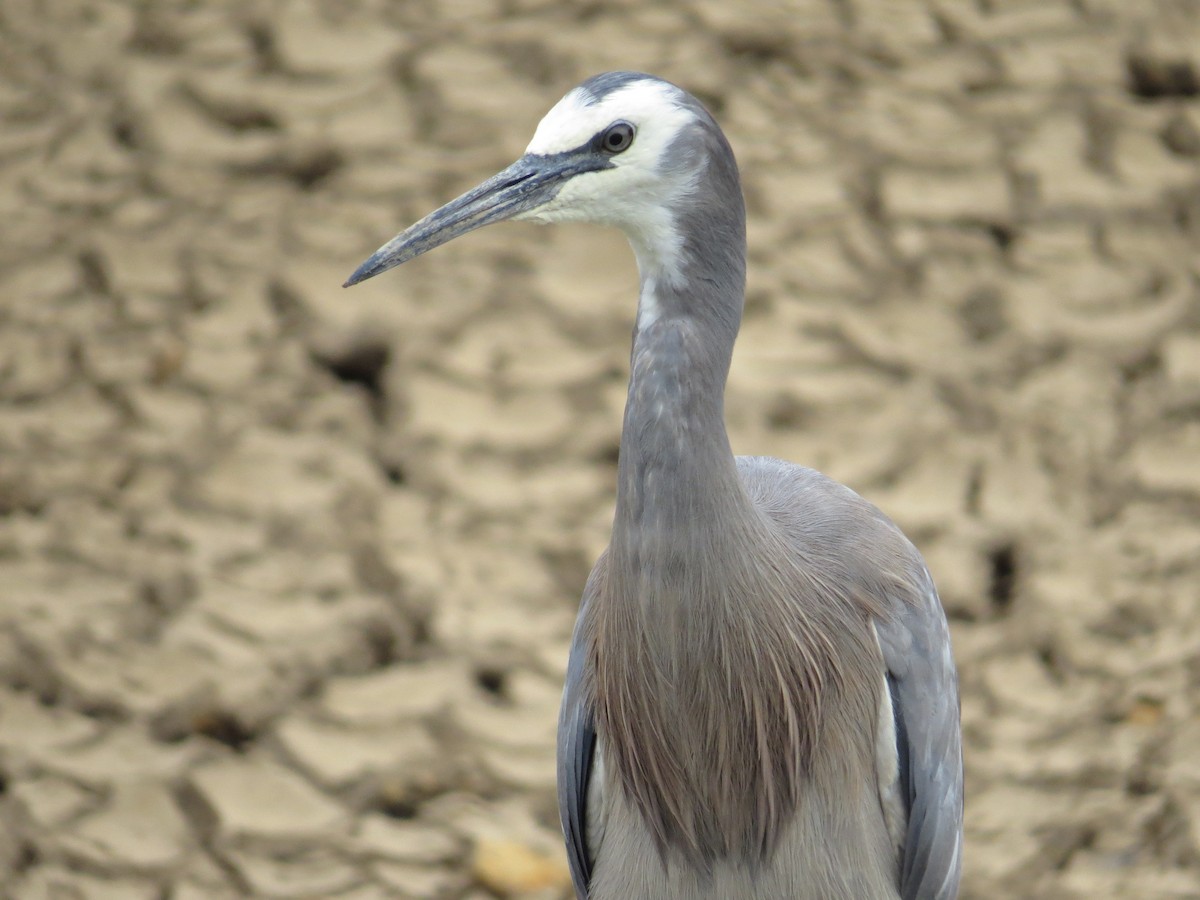 White-faced Heron - Ken Orich