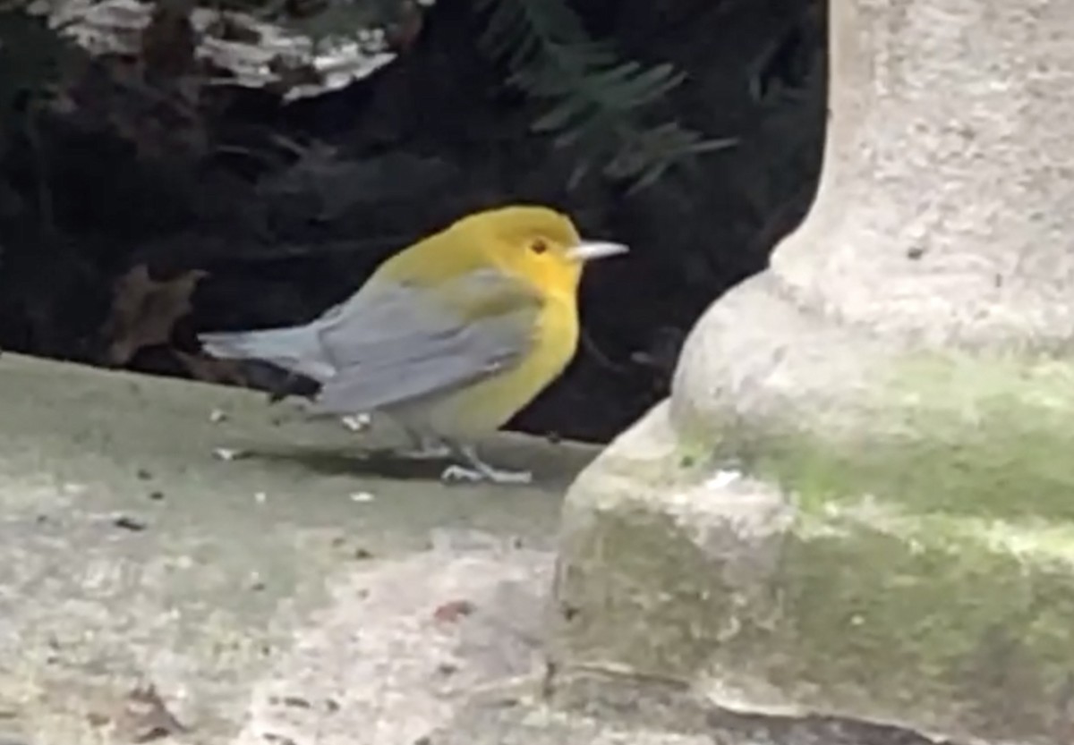 Prothonotary Warbler - ML181261091