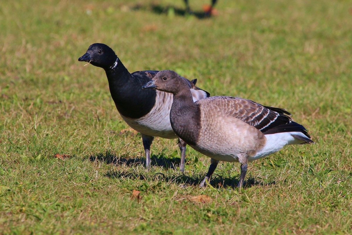 Barnacla Carinegra - ML181263021