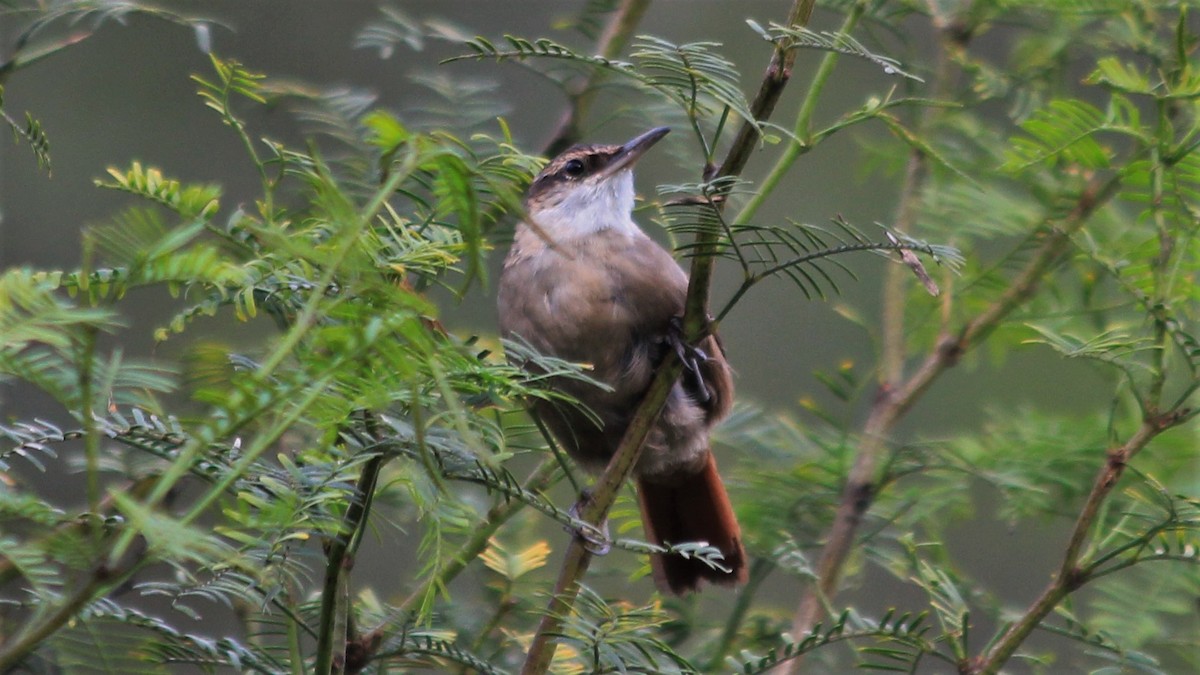 Bolivian Earthcreeper - Anonymous