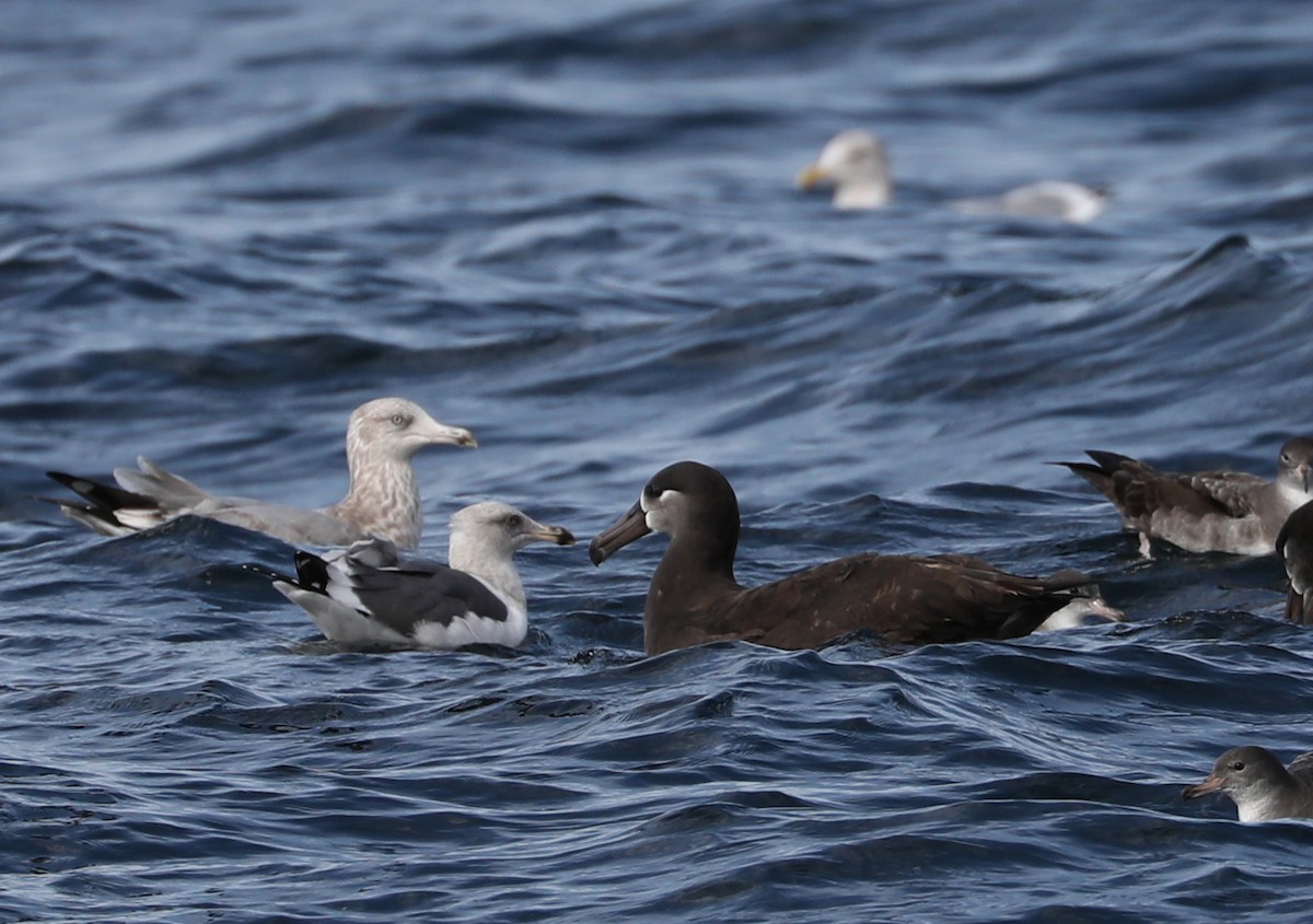 Goéland d'Audubon - ML181264321