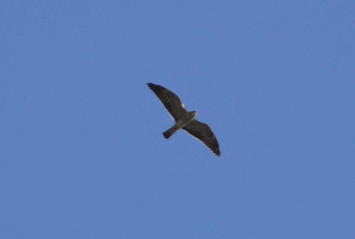 Mississippi Kite - ML181264611