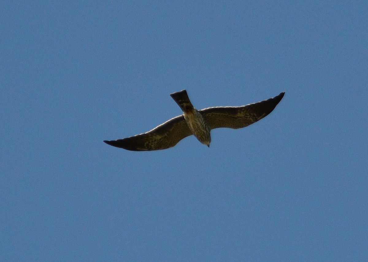 Mississippi Kite - ML181264621