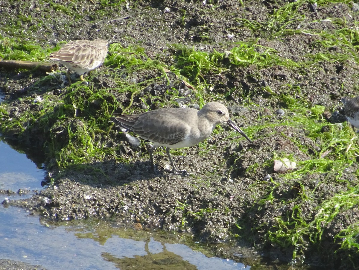 Dunlin - ML181264641