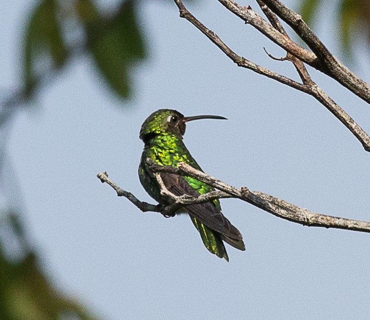 Green-tailed Goldenthroat - Anderson  Sandro