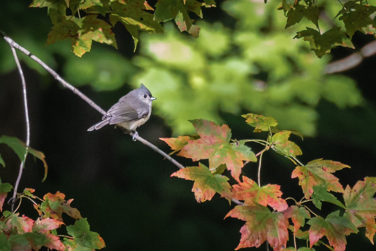 Tufted Titmouse - ML181267091