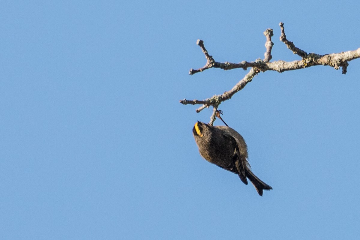 Golden-crowned Kinglet - ML181267101