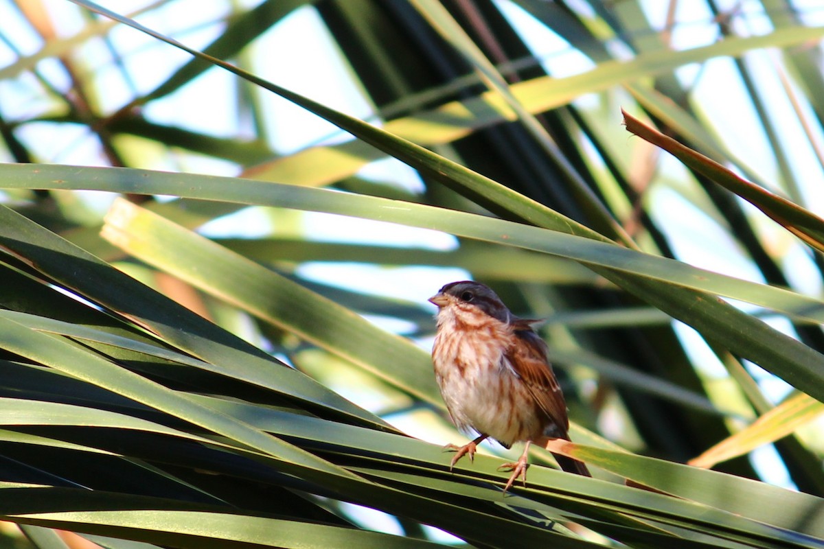 Song Sparrow - ML181267171