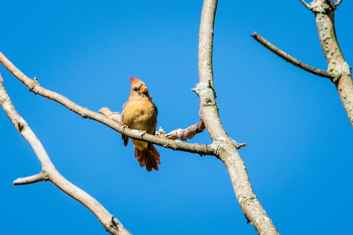 Northern Cardinal - ML181267261