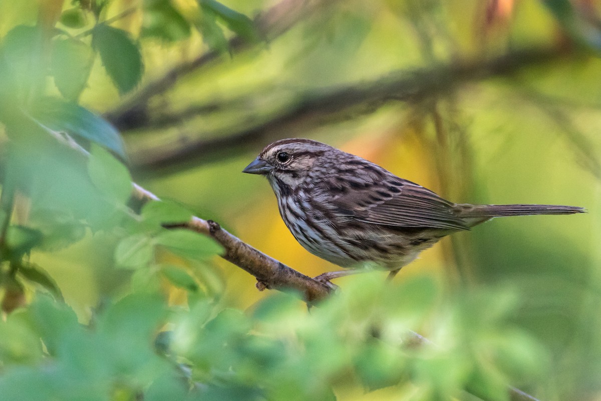 Song Sparrow - ML181267271