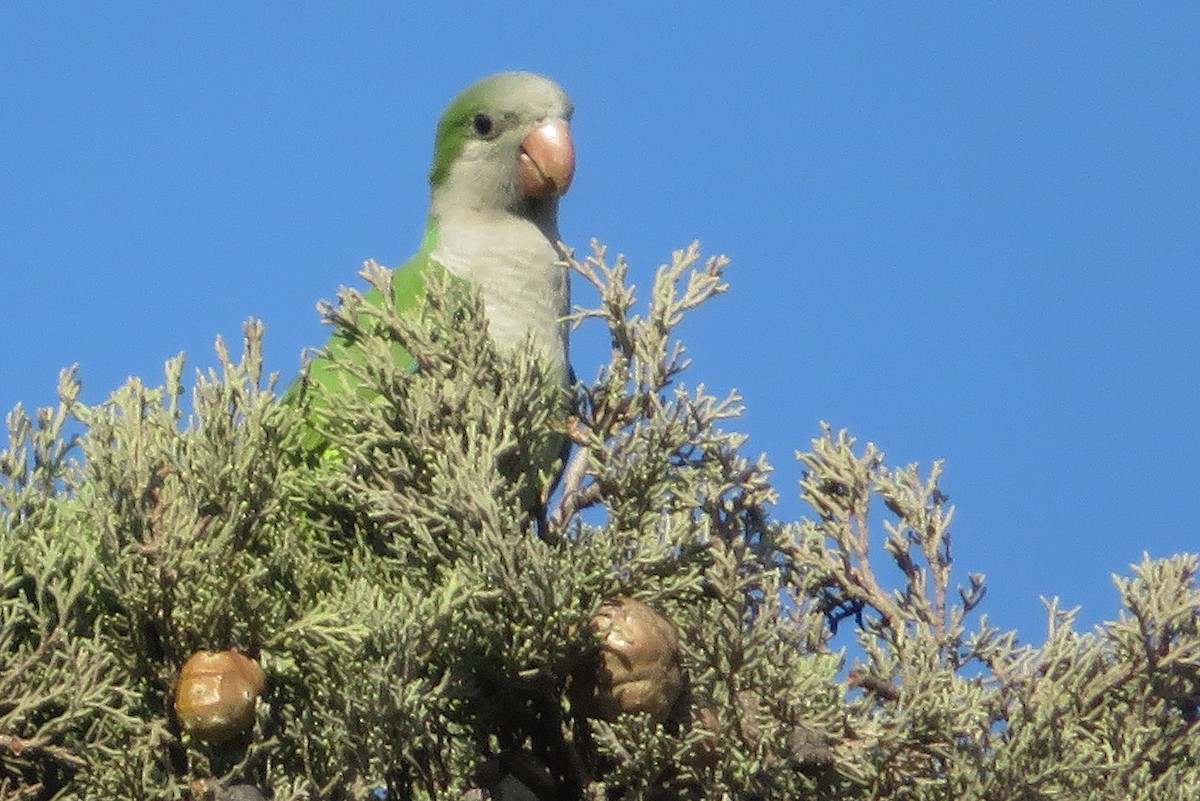 תוכי נזירי - ML181267611