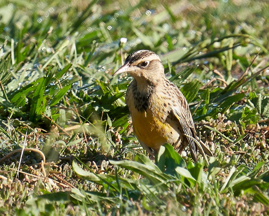 Western Meadowlark - ML181268941