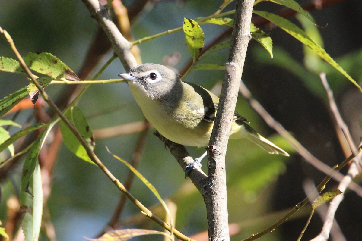 Blue-headed Vireo - Patrick Sysiong