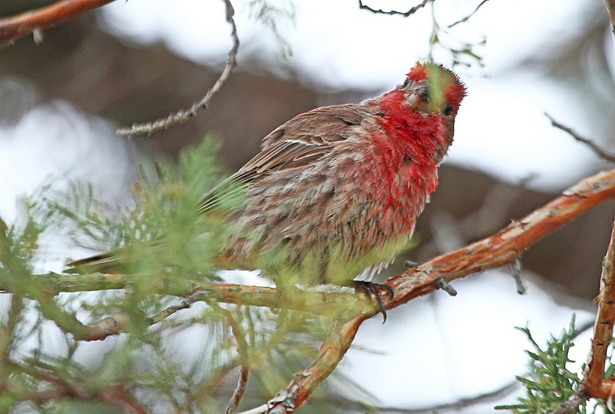 House Finch - ML181271051