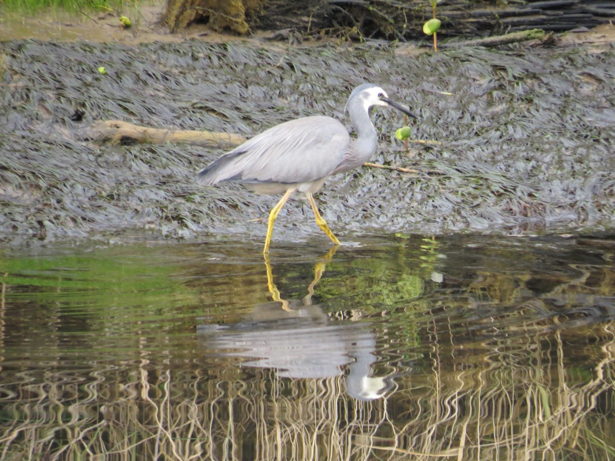 White-faced Heron - Ken Orich