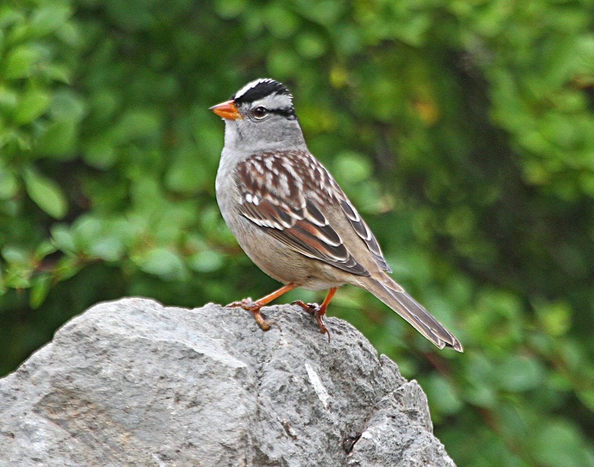 White-crowned Sparrow - Douglas Jeffries
