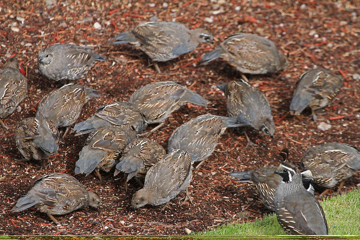 California Quail - Douglas Jeffries