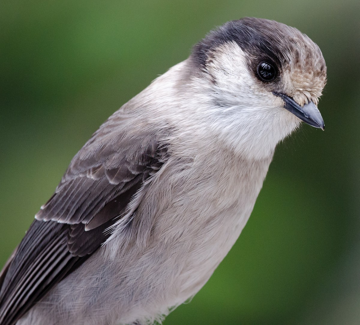 Canada Jay - ML181273571