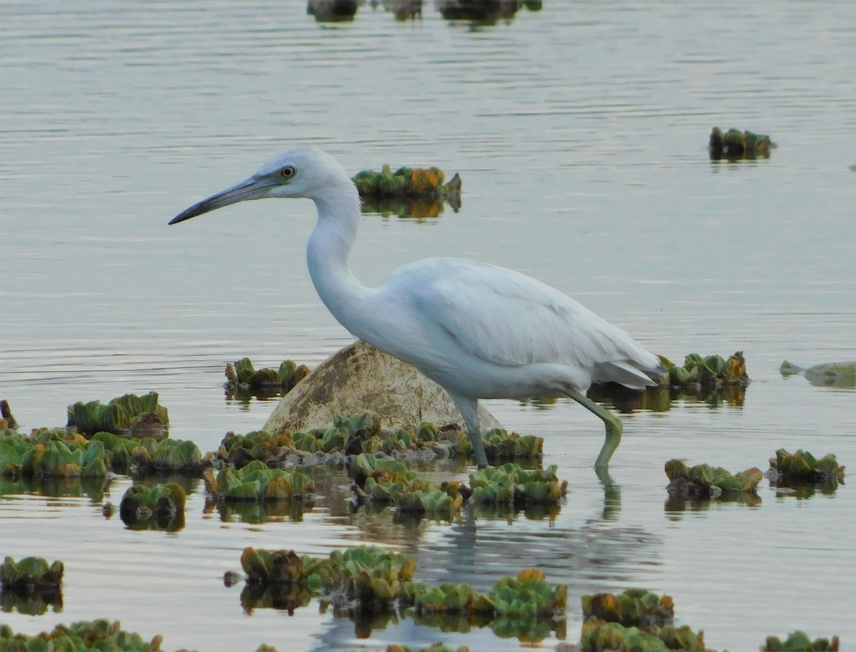 Little Blue Heron - ML181275131